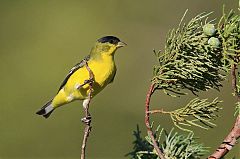 Lesser Goldfinch